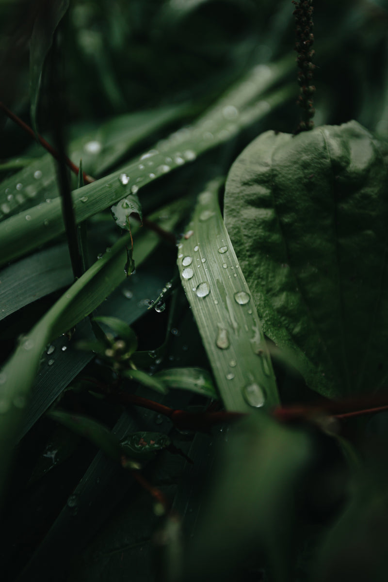 Rain water on leaves
